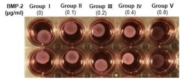 Hydrogel formation with different concentration of BMP-2