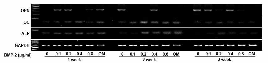 PCR analysis of mesenchymal stem cells in hydrogel for OPN, OC, ALP expression