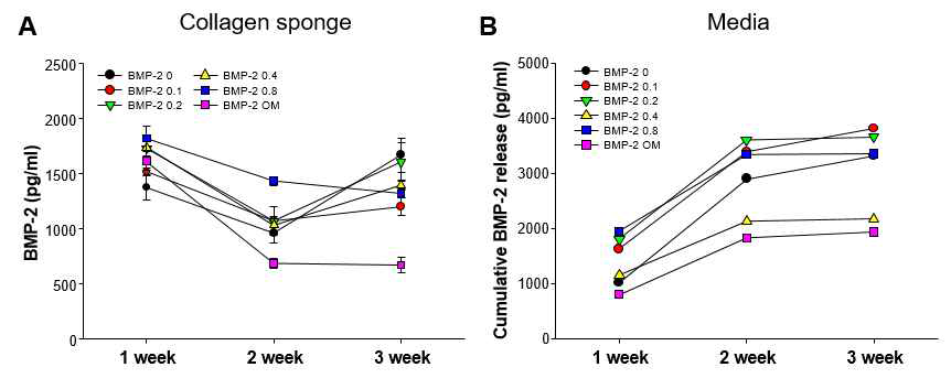 Quantification of BMP-2, remained in collagen hydrogen (A) and released into media (B)