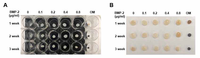 Evaluation of calcium deposition in hydrogels by Von Kossa stain