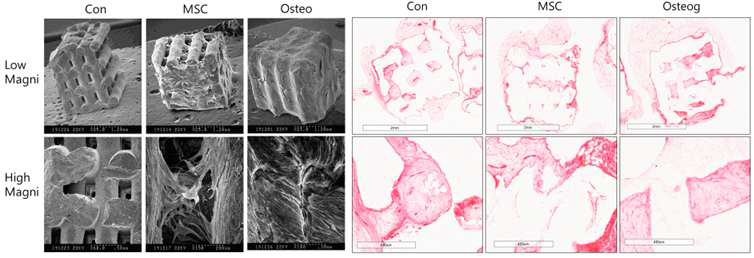 Scanning electron micrography of 3D trinted hydroxyapatite cube cultured without cell (Con), with mesencymal stem cells seed (MSC)(Right), and osteogenic induction suplemented (Osteo). light microscopic image of the cube 8 week after Nude mouse implantation (Left)