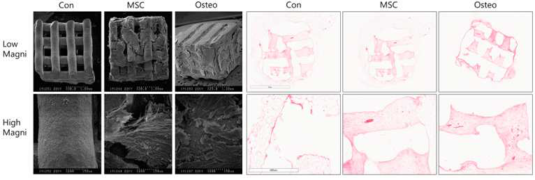 Scanning electron micrography of 3D trinted hydroxyapatite cube cultured without cell (Con), with mesencymal stem cells seed (MSC)(Right), and osteogenic induction suplemented (Osteo). light microscopic image of the cube 8 week after Scid mouse implantation (Left)