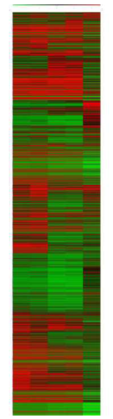 HEK293 및 대장암 세포주 mRNA microarray