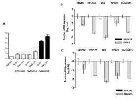 A. 대장암 세포주 DLD-1 및 SNU-175에서 증가된 piRNA (DQ593431, DQ594556, DQ708952) qRT-PCR B. HEK293대비 DLD-1에서 감소된 piRNA target 후보군 mRNA 의 qRT-PCR C. HEK293대비 SNU-175에서 감소된 piRNA target 후보군 mRNA 의 qRT-PCR