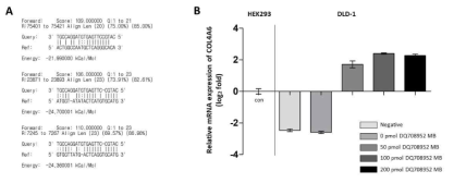 A. miRanda algorithm을 이용한 piRNA(DQ708952)와 COL4A6 의 염기상보서열. B. piRNA(DQ708952) MB를 transfection한 농도에 따라 증가하는 COL4A6 mRNA expression