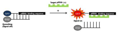 piRNA에 대한 molecular beacon system