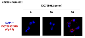 HEK293 세포주에 piRNA를 주입한 뒤 piRNA MB를 통하여 piRNA (DQ708952)를 confocal microscope을 통해 측정함