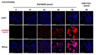 CHO 세포주에 piRNA를 농도별로 주입한 뒤 piRNA MB를 통하여 piRNA (DQ708952)를 confocal microscope을 통해 측정함. 다른 piRNA를 투여한 경우에는 측정되지 않음