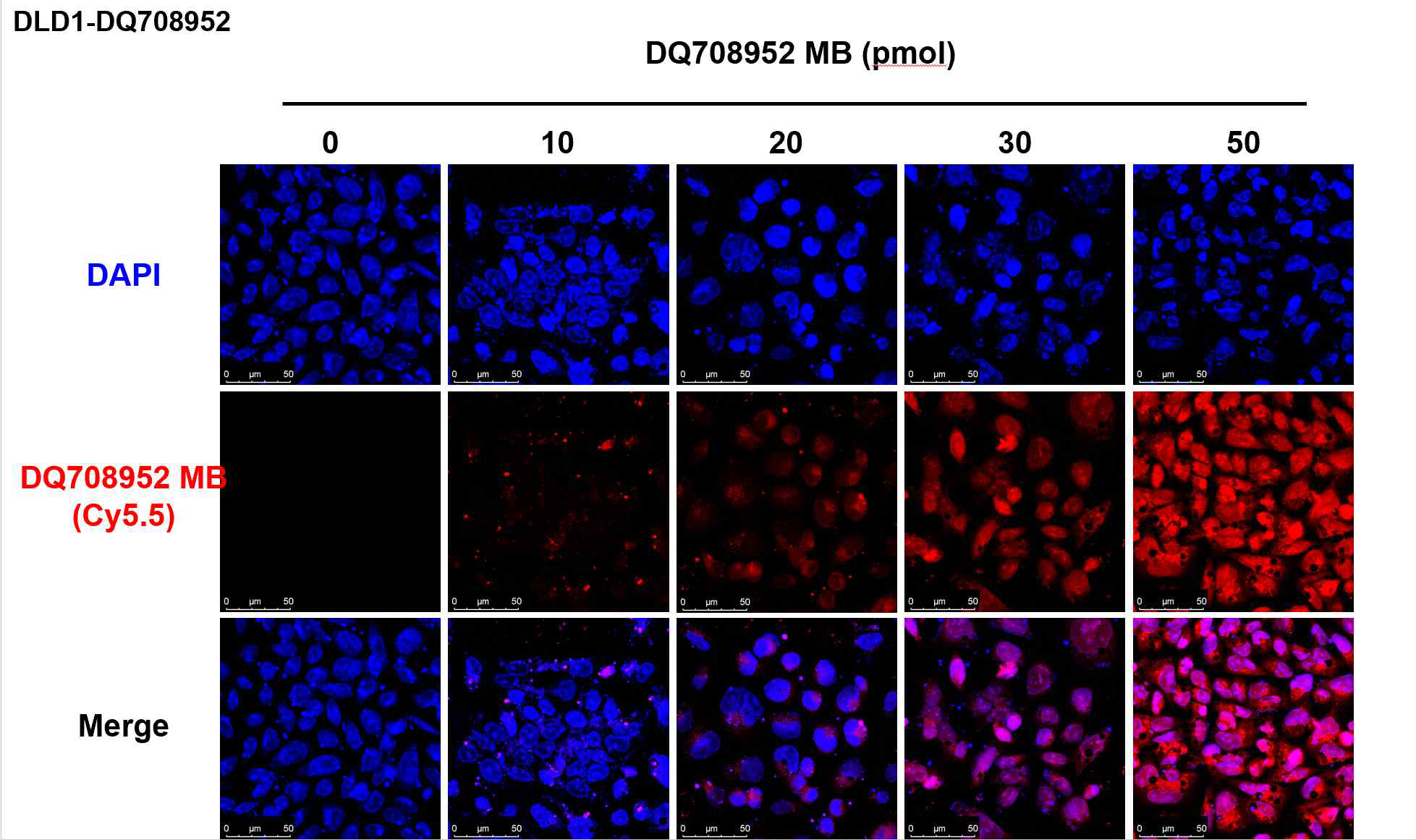 대장암 세포주 DLD1 에 piRNA-MB을 농도별로 주입한 뒤 confocal microscope을 통해 측정함. 세포 내에서도 piRNA-MB 주입 농도에 비례하여 형광 활성화 측정