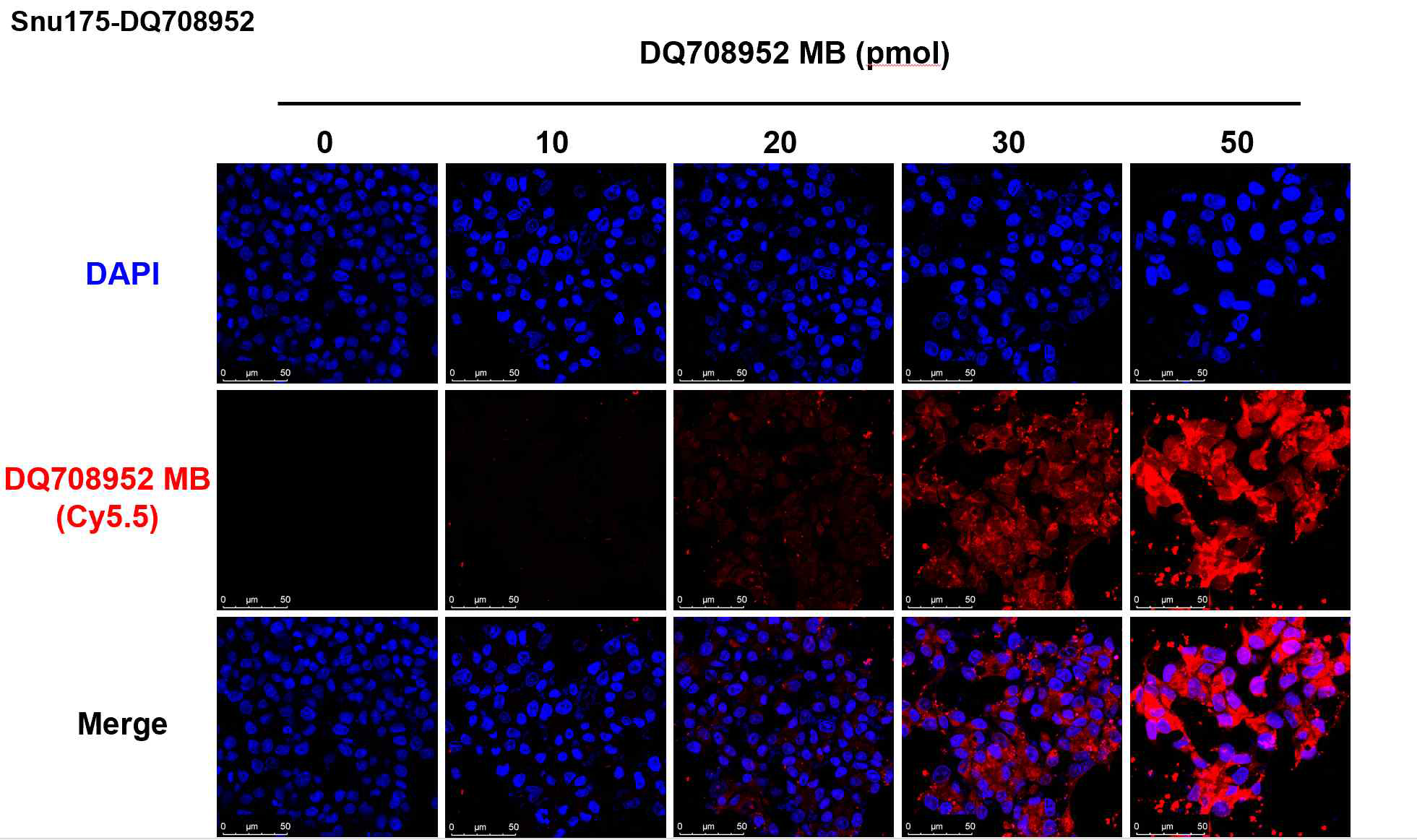 대장암 세포주 Snu175 에 piRNA-MB을 농도별로 주입한 뒤 confocal microscope을 통해 측정함. 세포 내에서도 piRNA-MB 주입 농도에 비례하여 형광 활성화 측정