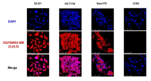 대장암 세포주 DLD1, HCT116, Snu175 및 대조군 CHO cell 에 50 pmol의 piRNA　DQ708952 MB을 각각 주입하여 confolcal microscope를 통해 측정