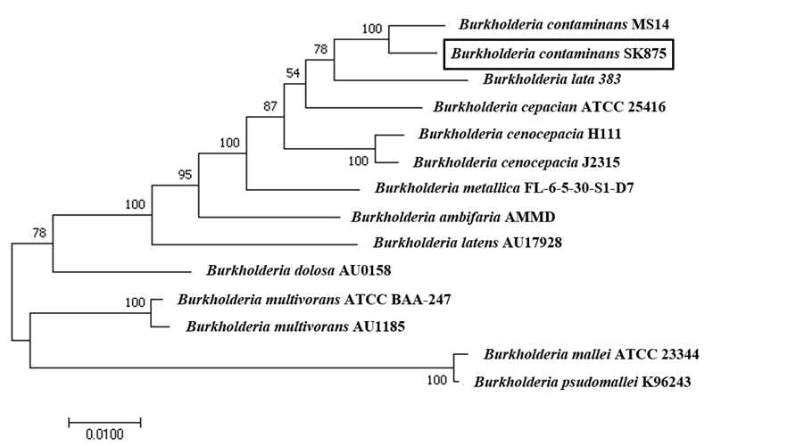 Phylogenetic tree of MLST genes of 13 Burkholderia sp