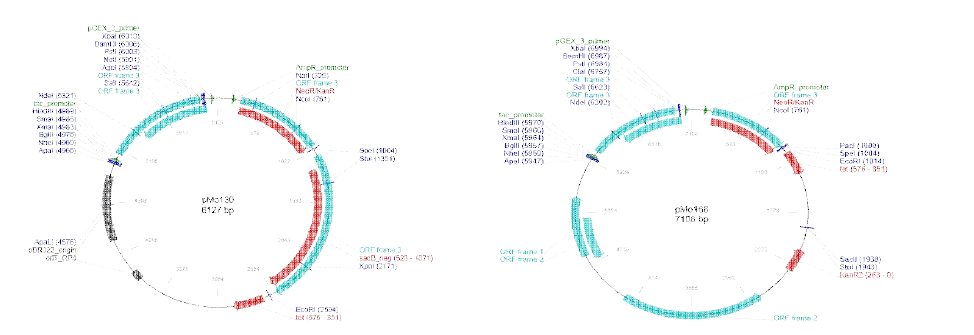 Construction of deletion mutant and complementation plasmid by using the pMo130 vector and pMo168 vector, respectively