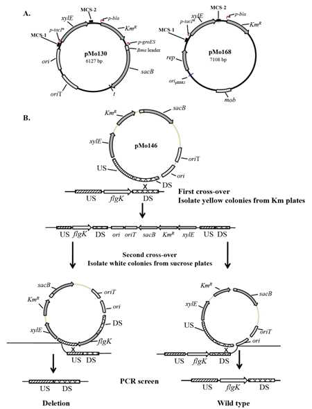 Scheme for construction of deletion mutants