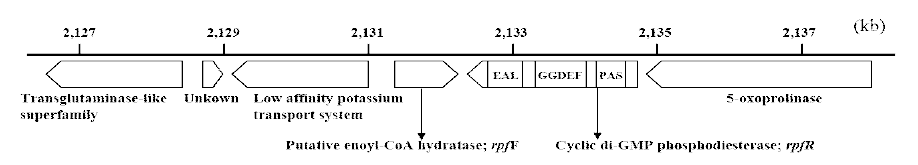 rpFR gene position of BDSF signal in B. contaminans SK875