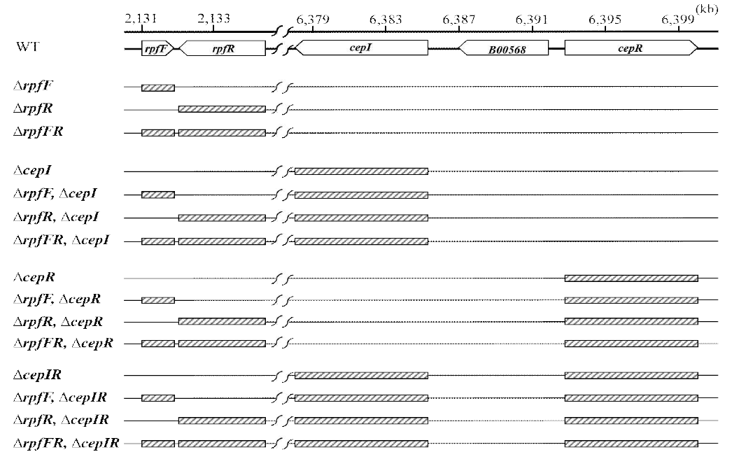 Construction of deletion mutants in B. contaminans SK875