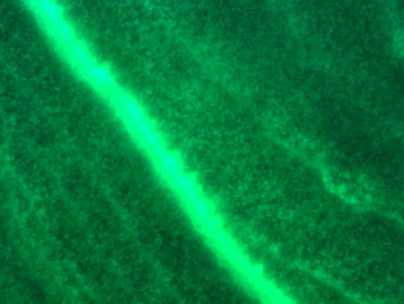 GFP expression of B. contaminans SK875