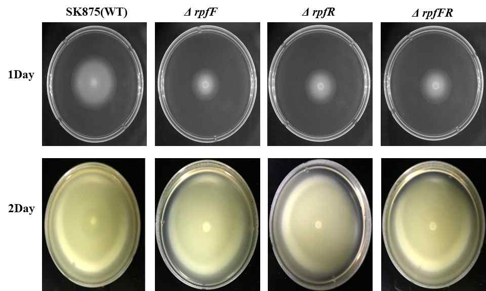 Swimming motility on agar plate of Wild type and rpfFR deletion mutant in B. contaminans SK875