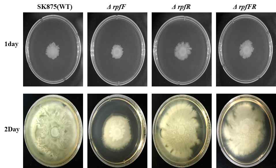 Swarming motility assay on agar plate by wild type and rpfFR deletion mutant in B. contaminans SK875