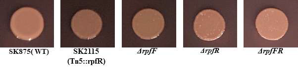 Congo red assay of Wild type and rpfFR deletion mutant in B. contaminans SK875