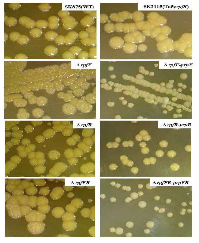 Colony morphology of wild type and rpfFR deletion mutants in B. contaminans SK875