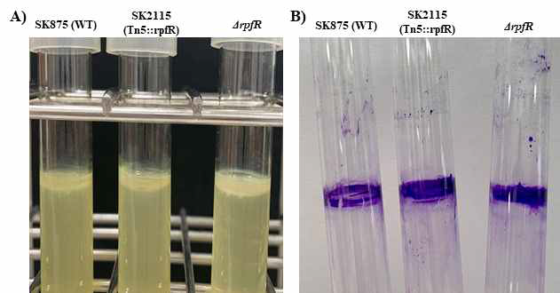 Pellicle formation of wild-type, SK2115(Tn5::rpfR) and rpfR deletion mutants in B. contaminans SK875