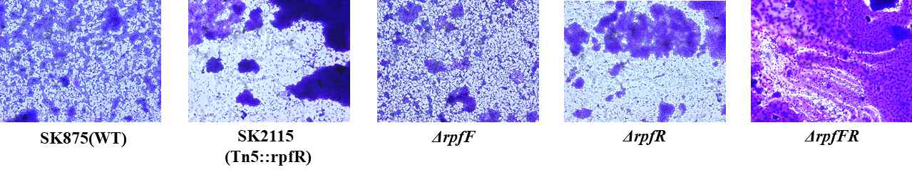 Macroscopic biofilm analysis of wild type and rpfFR deletion mutants in B. contaminans SK875