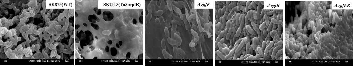 Scanning electron micrographs (10,000 x) of agar invasion by wild type and rpfFR deletion mutants in B. contaminans SK875. Scale bar=5㎛