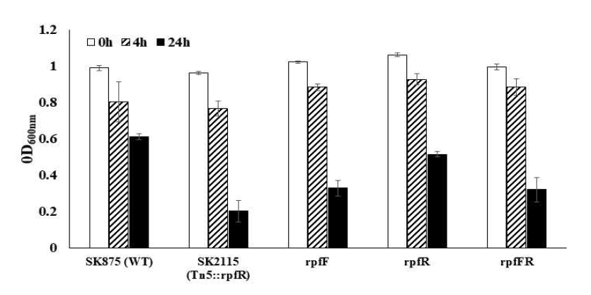 Auto-aggrgation assay of wild type and rpfFR deletion mutants in B. contaminans SK875