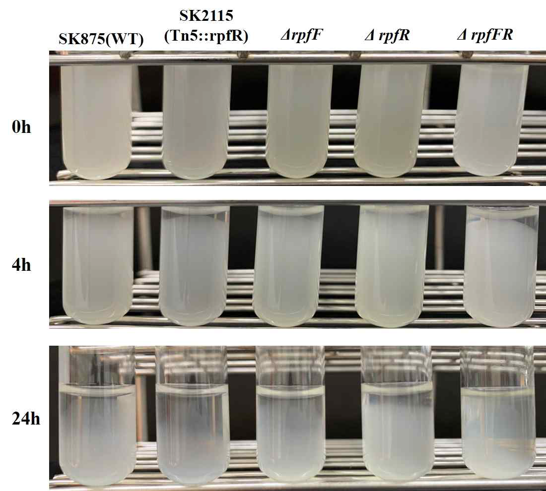 Auto-aggrgation assay of wild type and rpfFR deletion mutants in B. contaminans SK875 on the Glass tube