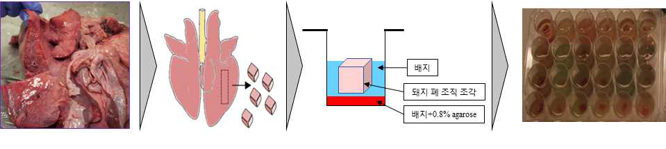 Experiment strategy of infection in mouse and pig tissue