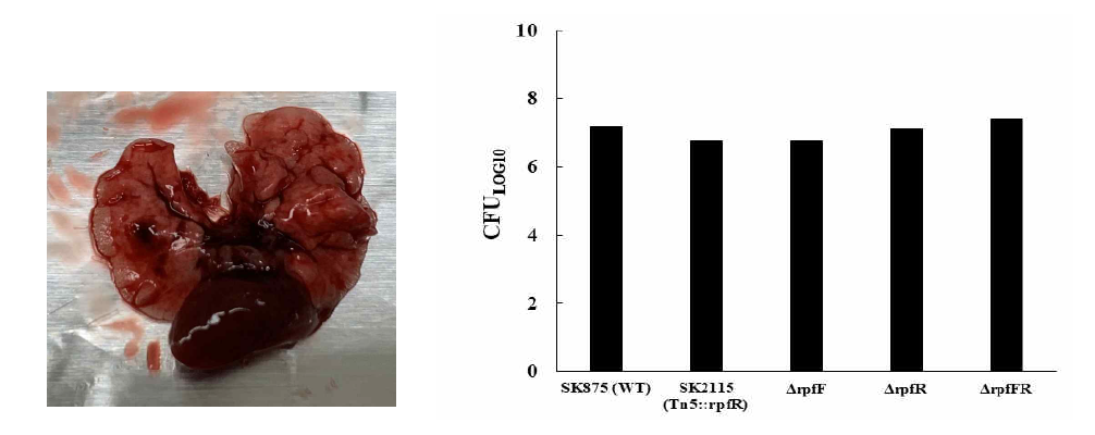 Mouse lung tissue(left) and lung tissue infection result of wild type and rpfFR deletion mutants in B. contaminans SK875(right)