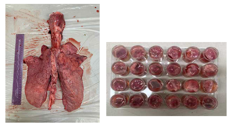 Pig lung tissue (left) and after infection Pig lung tissue cube (right)