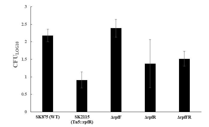 Result of pig lung infection of wild type and rpfFR deletion mutants in B. contaminans SK875