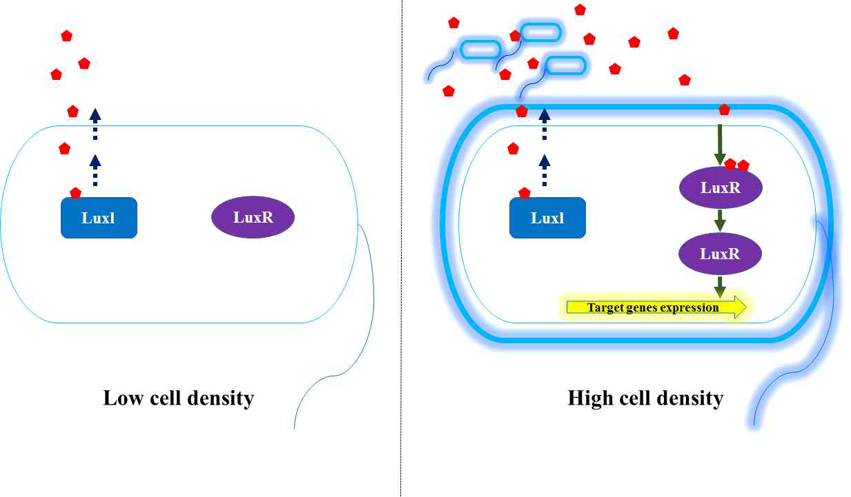 QS signal system in Gram negative bacteria