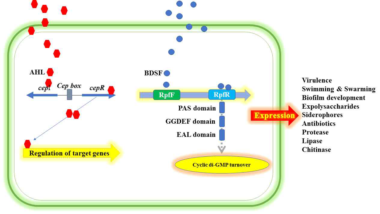 QS network in B. cepacia complex(BCC) species) by AHL-CepIR and BDSF(cis-2-dodecenoic acid) signals