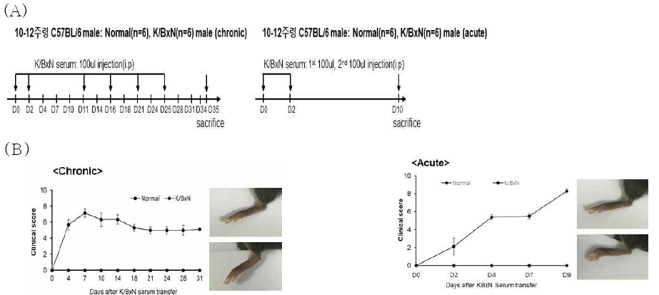 (A) K/BxN 관절염마우스를 (A) 만성(chronic)과 급성(acute)으로 유도하여 모델 제작. (B) 마우스 관절의 임상적 점수 및 육안 관찰