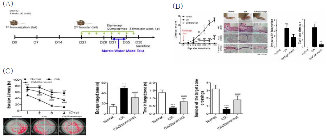 (A) 콜라겐유도성 관절염 마우스에 류마티스관절염 치료제인 Etanercept 투여하여 관절염 초기 치료 마우스(D38) 제작(B) etanercept에 의한 CIA 마우스의 관절 치료 효과(임상적 평가, H&E. SafraninO 염색을 통한 조직학적 평가) (C)CIA 마우스 관절의 초기 치료에 의한 인지기능 개선효과. 왼쪽부터 escape latency, escape target zone, time in target zome, number of the targetzone crossings