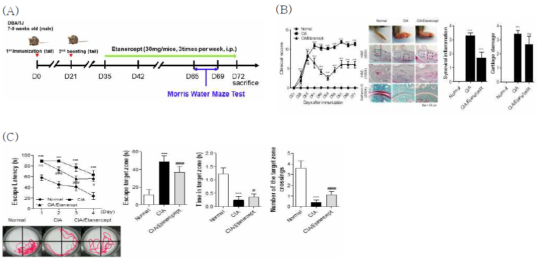 (A) 콜라겐유도성 관절염 마우스에 류마티스관절염 치료제인 etanercept 투여하여 관절염 후기 치료 마우스(D72) 제작 (B) Etanercept에 의한 CIA 마우스의 관절 치료 효과 (임상적 평가, H&E, SafraninO염색을 통한 조직학적 평가) (C) CIA 마우스 관절의 초기 치료에 의한 인지기능 개 선효과. 왼쪽부터 escape latency, escape target zone, time in target zone, number of the target zone crossings. → Etanercept에 의한 관절치료 및 인지기능 개선효과가 있지만 초기 관절염 치료 보다 효과는 좋지 못함