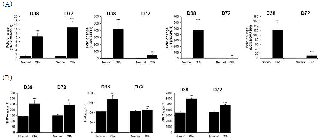 CIA마우스의 (A) 관절조직에서 염증성 사이토카인인 TNF-α, IL-6, IL-1β, LCN2의 mRNA 발현 증가 (B) 혈액에서 염증성 사이토카인인 TNF-α, IL-6, LCN2의 농도 증가