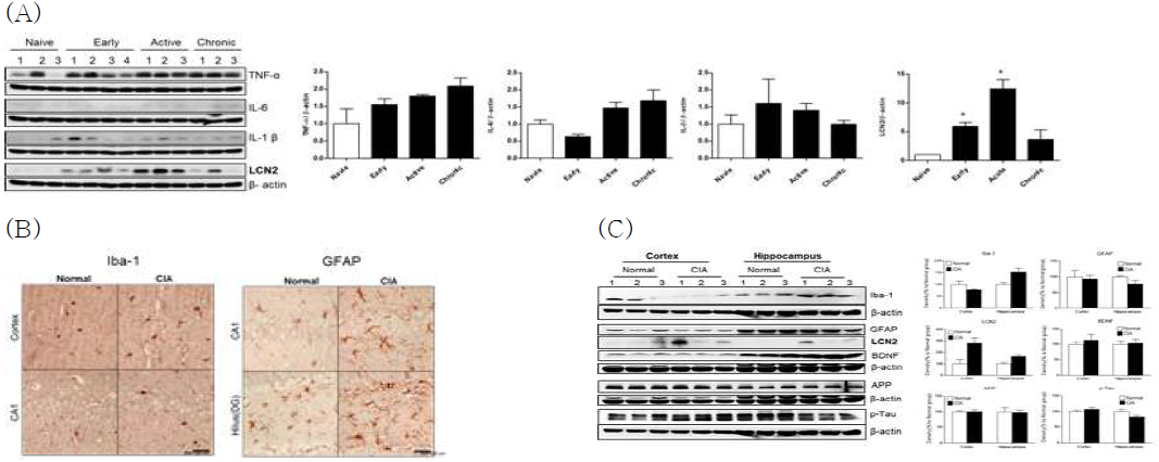 (A) 콜라겐유도성 관절염 마우스의 hippocampus조직에서 염증성 사이토카인인 TNF-α, IL-6, IL-1 β, LCN2의 protein 발현변화 (B) CIA마우스의 관절조직과 hippocampus에서 LCN2의 발현이 많이 증가된 시 기의 CIA 마우스(D38)의 뇌 내 기억담당부위인 hippocampus와 cortex에서 microglia marker인 Iba-1과 astrocyte marker인 GFAP의 발현 증가(면역조직화학법) (C) 뇌 염증 및 인지기능 관련인자인 Iba-1, GFAP, LCN2, BDNF, APP, p-Tau의 protein 발현변화 관찰 (Iba-1, GFAP, LCN2의 발현은 증가하나 BDNF, APP, p-Tau의 발현은 변화없음. 이 결과 통해 CIA에 의한 인지기능장애는 뇌의 염증인자에 의한 것임을 증명함.)