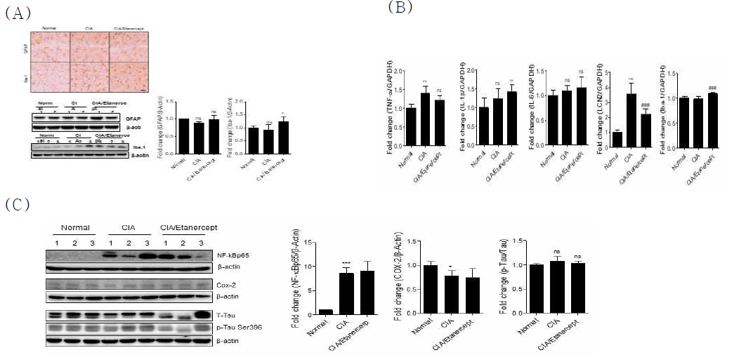(A) Etanercept를 투여하고 치료한 CIA 마우스의 Hippocampus에서 GFAP와 Iba-1의 발현에 유의성 없음(면역조직화학법) (B) 염증성 사이토카인인 TNF-α, LCN2의 mRNA 발현을 감소시키나 IL-6, IL-1β, Iba-1의 mRNA 발현을 감소시키지는 못 함 (C) NF-κB, COX-2, p-Tau의 protein 발현에 유의성 없음