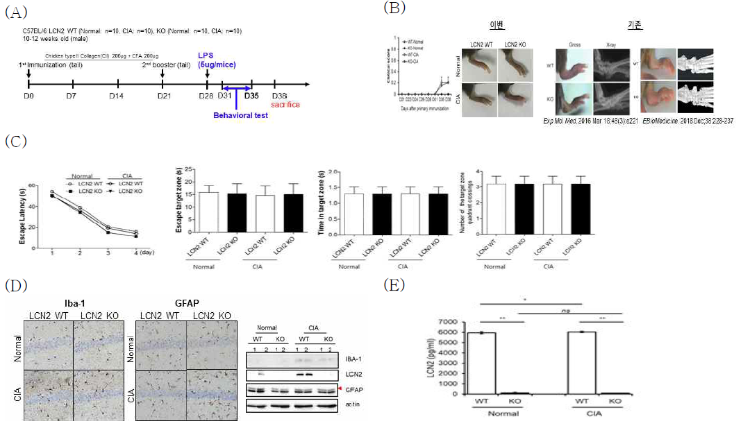 (A) LCN2 유전자 정상 마우스(WT)와 결핍 마우스(KO)에 CIA를 유도 (B) 관절의 임상적 변화와 육안 검사, C57BL/6마우스에 CIA유도 후 관절염 발생 비교 (본 연구실 발표논문) (C) morris water maze를 통한 인지기능검사. escape latency, escape target zone, time in target zone, number of the target zone crossings. (D) Hippocampus에서 Iba-1와 GFAP의 발현 증가 (면역조직화학법, western blot)와 LCN2의 protein 발현은 증가하지만, (E) 혈액 내 LCN2의 농도변화에 영향을 미치지 못함. → CIA를 유도한 LCN2 유전자 정상 및 결핍 마우스의 hippocampus에서 Iba-1, GFAP, LCN2의 발현이 증가되어 있는 것으로 보이나 이 결과는 관절염에 의한 변화라기보다는 CIA 유도시 사용되는 CFA에 의한 변화라 생각됨