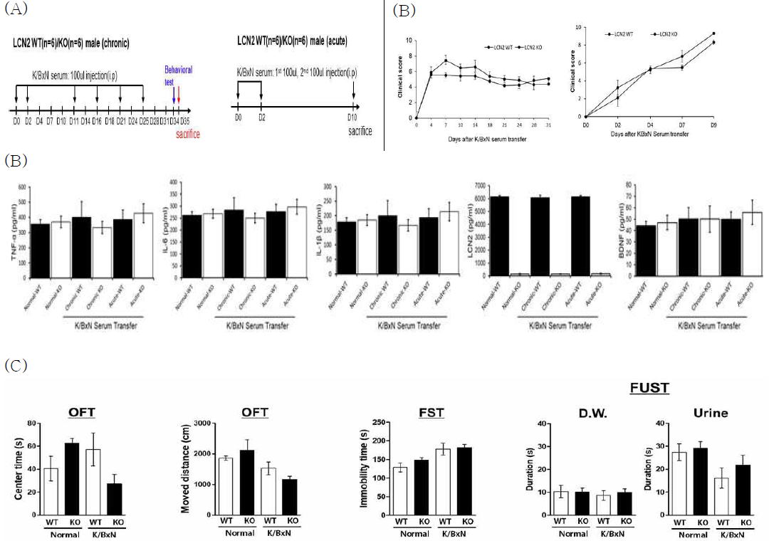 LCN2 유전자 정상 마우스(WT)와 결핍 마우스(KO)에 K/BxN serum으로 (A) 만성(chronic)과 급성(acute) 관절염을 유도 (B) 관절의 임상적 점수 평가 (C) 혈액 내 염증성 물질인 TNF-α, IL-6, IL-1β, LCN2, BDNF의 농도 변화 (C) K/BxN STA 마우스 모델에서 우울증 행동 이상반응을 측정함. OFT;open field test, FST; forced swimming test, FUST; female urine sniffing test
