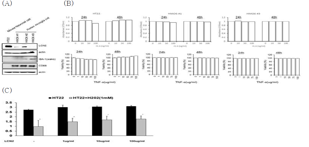 (A) 실험에 사용할 cell line selection. Mouse neuronal cell인 HT-22, human microglia cell인 HMO6#1, #2, #3에서 LCN2, Iba-1, CD68의 endogenous한 protein 발현 확인 (B) HT-22, HMO6#1, #3 cell에 염증성 사이토카인인 IL-6, TNF-⍺의 농도별 time별 처리 후 viability 확인 (C) HT-22 cell에서 H2O2에 의한 자극으로부터 LCN2는 cell viability를 증가시킴