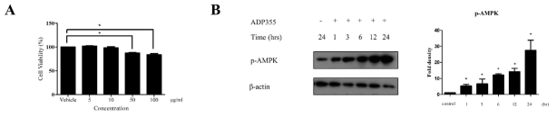 Viability of keloid fibroblasts was evaluated at adiponectin-based peptide (ADP355) doses ranging from 5 to 100 g/mL. ADP355 affected cell viability significantly at deses 50 g/mL (A, p 0.05, cut-0>90%). At 10 g/mL, ADP355 increased the activation of the AMP-activated protein kinase (AMPK) pathway in a time-dependent manner from 1 to 24 h (B, *p 0.05). The data are expressed as mean SD. Representative data are shown from three independent experiments