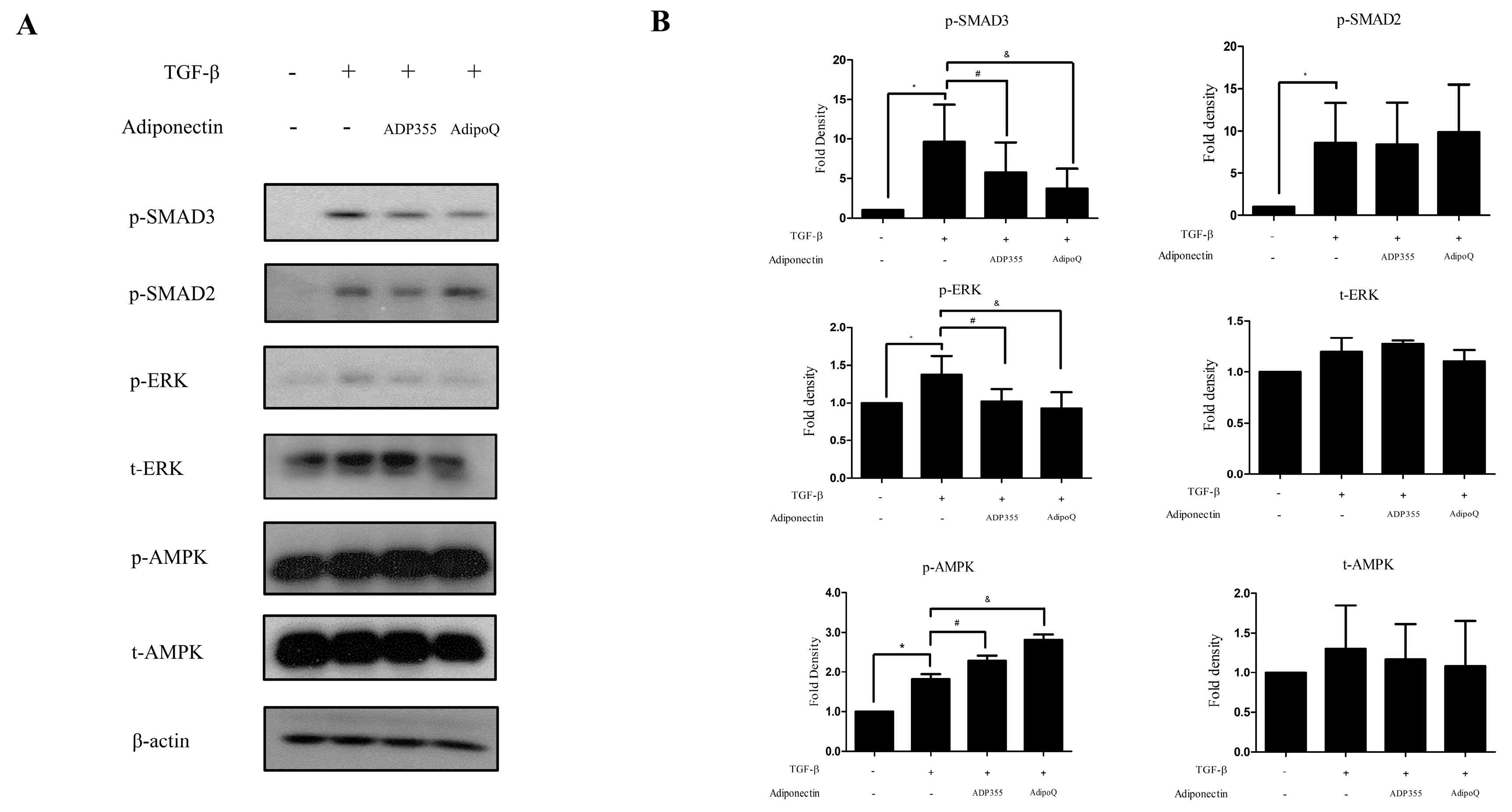 Effect of ADP355 on the TGF-1-induced downstream pathways. TGF-1-induced increases in phosphorylation of SMAD2, SMAD3, ERK, and AMPK. Treatment with ADP355 (10 g/mL) and adiponectin recombinant, AdipoQ(10 g/mL), reversed TGF-1-induced phosphorylation of SMAD3 and ERK and accentuated phosphorylation of AMPK. (A) Western blot analysis results. (B) Quantification of western blot results(* p 0.05, control vs. TGF-, # p 0.05, TGF- vs. TGF- + ADP355, and & p 0.05, TGF-vs. TGF-+ AdipoQ). The data are expressed as mean SD. Representative data are shown from three independent experiments