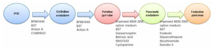 유도만능 줄기세포의 인슐린 생성세포 분화단계