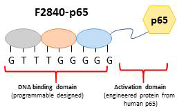 인공전사인자 (F2840-P65) 의 DNA binding site 염기서열