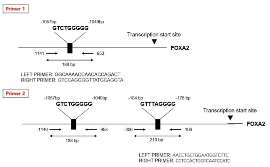 FOXA2 전사인자의 upstream 부위에 인공전사인자 binding site sequence 및 PCR primer sequence